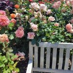 横濱イングリッシュガーデン薔薇祭に行ってみた